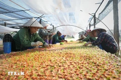 附图 图自越通社