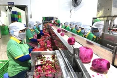 火龙果加工链。图自越通社