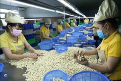 越南腰果出口额有望达45亿美元。图自越通社