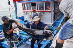 庆和省渔民严格遵守捕捞法律规定 出海归来鱼满仓