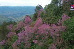 跟随春天的脚步，感受木江界野桃花之美