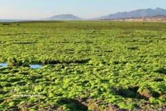 庆和省海苔田：海天之间无垠的翡翠梦境