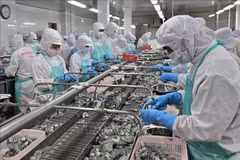 虾类加工环节。图自越通社