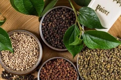 今年前11个月越南胡椒出口额突破同比增长超24%