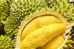 越南公布出口鲜食榴莲食品安全控制程序。图自Vietnam+