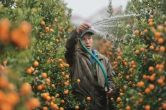 兴安省文江金橘柚树盆景之乡备货齐全 迎战2025年春节旺季