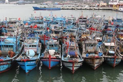 岘港力争消除非法、不报告和不管制捕捞