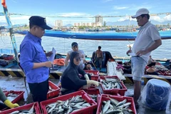 寿光渔港管理队工作人员在渔船抵达港口时检查渔获量。图自越通社