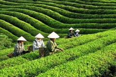 越南茶叶出口量约达近1.2万吨 创汇2090万美元。图自越通社