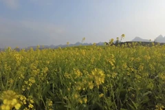 游客陶醉于山罗省木州高原的油菜花海