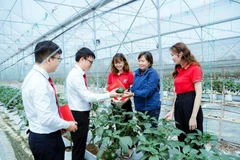 越南多家银行提供绿色信贷服务，鼓励顾客加大对高新技术农业生产的投资力度。图自nhandan.vn