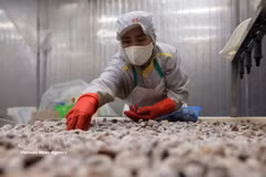 清化省清化水产品进出口股份公司工厂蛤蜊加工出口环节。图自越通社
