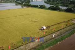 低排放水稻为越南稻米产业转型升级注入新动能