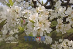 追花逐季成旅游新趋势