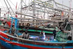 广治省渔民岁末出海喜获丰收