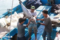 庆和省渔民与政府携手努力，力争解除 IUU“黄牌”警告