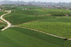 木州茶山丘 颇受游客青睐的魅力之地