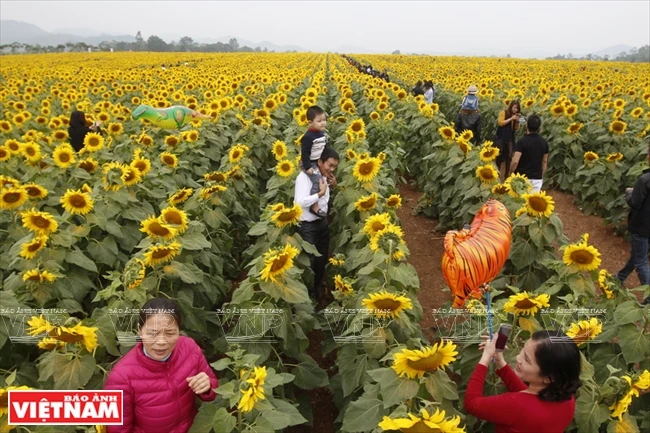 2010年在乂​安省乂坛县府葵高原下种的100公顷向日葵，六年来成为全国最大的“葵花天堂”（图片来源：越通社）