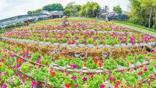 沙沥花村有着悠久的花卉种植传统（图片来源：越南《人民军队报》）