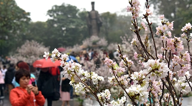 在李太祖花园的日本樱花。（图片来源：越南《人民报》）