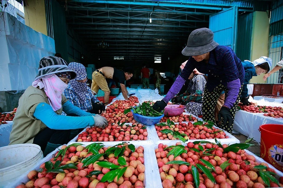 越南荔枝远销三十多个国家和地区。越通社记者 摄