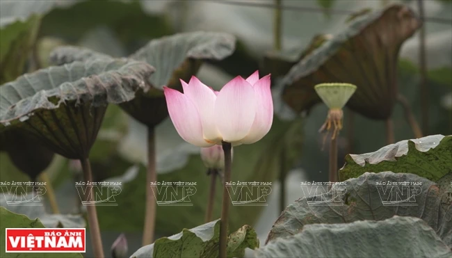 莲茎过去是废料，现在是莲丝布原料。越南画报记者 越强