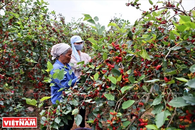 河内市福寿县协顺乡桑果园面积约为2公顷，共有种植户30个。(图片来源：越南画报）