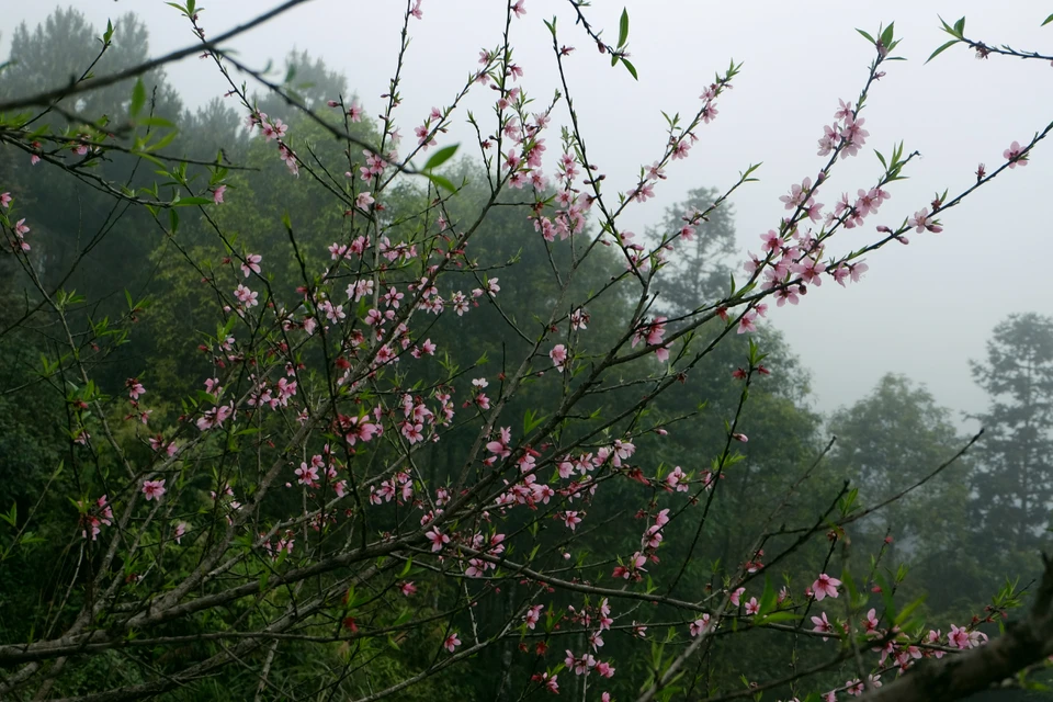 春天到来，河江省的桃花开得十分灿烂，颜色鲜艳无比。越通社记者 祥安 摄。