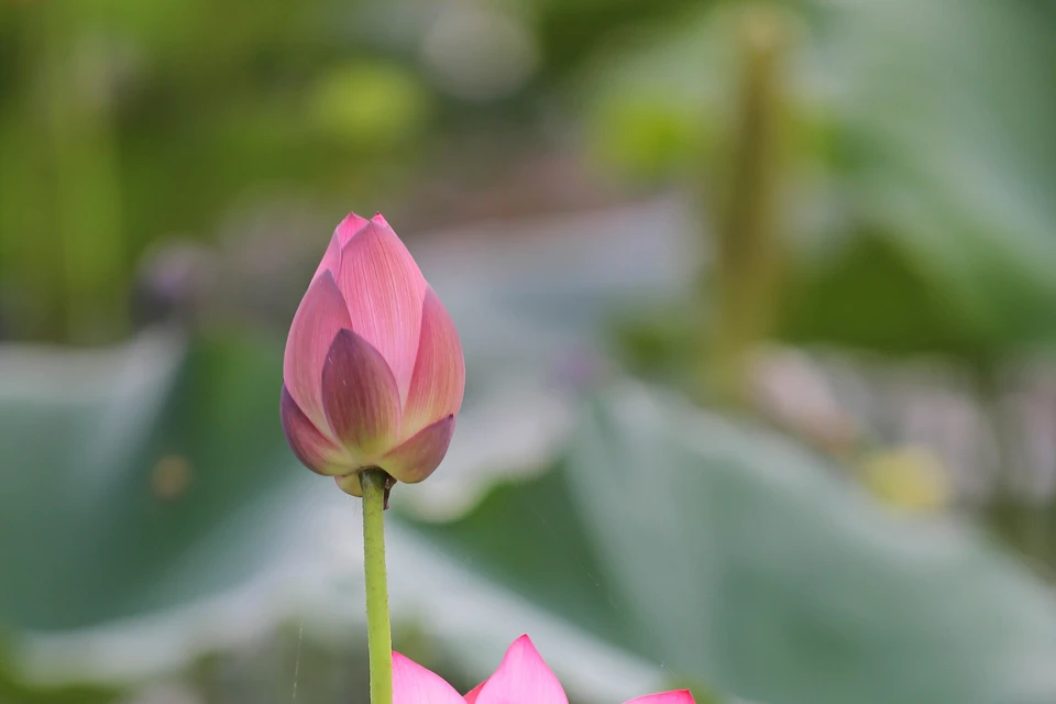 夏日莲花盛开。（图片来源：越通社）