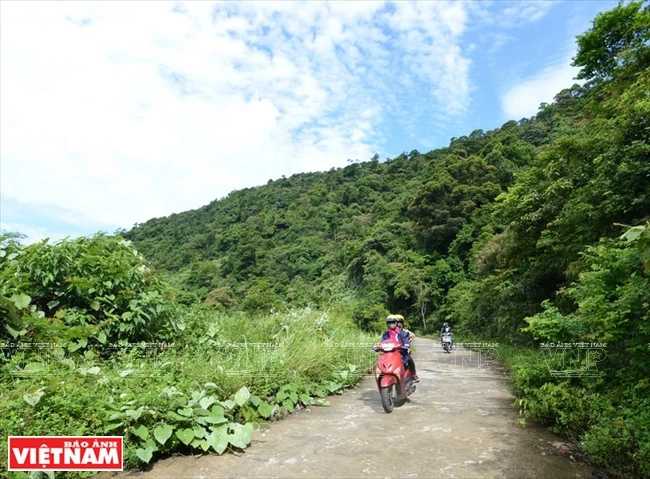 游客穿过原始自然的绿林来到山茶半岛目睹古榕树。越通社记者 清和 摄