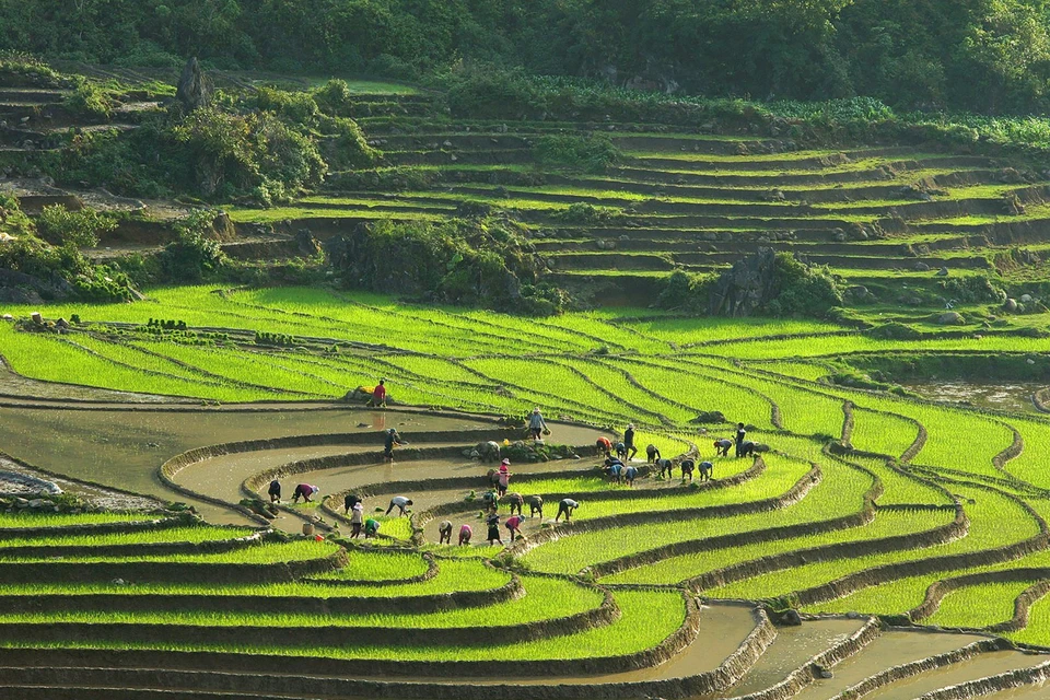 一年四季，梯田都有它的特点。夏天，一片青葱秧苗。图自越通社