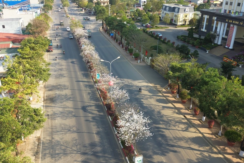 在河内前往山罗的道路上，羊蹄甲花开满了街道，给城市增添了一抹动人的浪漫色彩。图自越通社