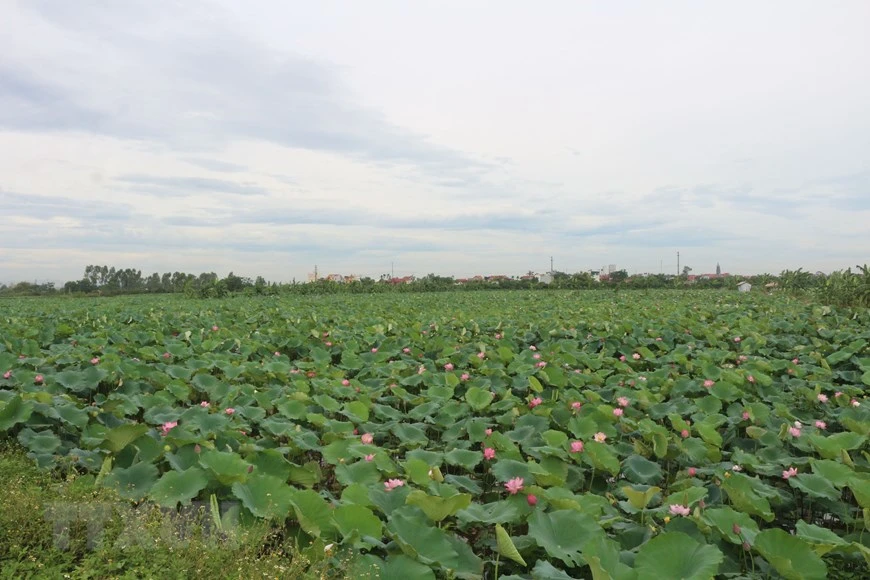 目前，专外乡莲子种植户20户，每户莲子种植面积为4-5公顷。图自越通社