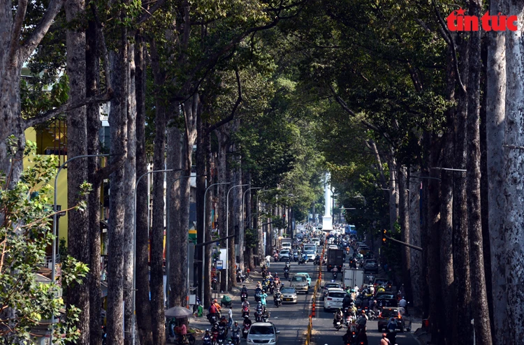 炎热的夏天里，隐匿在胡志明市大街小巷的“小森林” 让人倍感凉爽。图自 越通社《信息报》