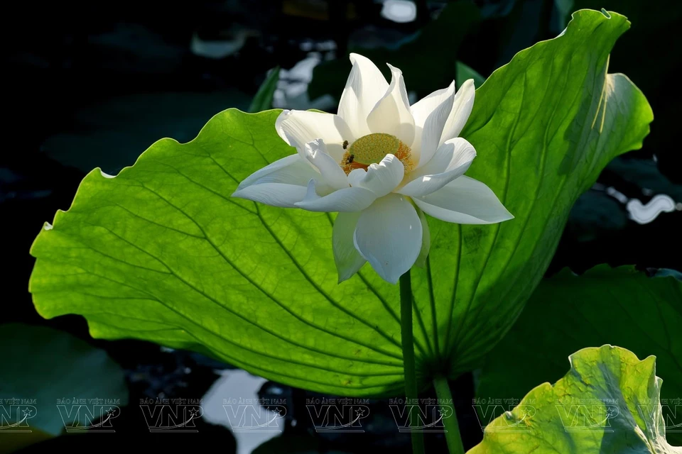 静心湖洁白无瑕的御莲花。御莲花的特点是莲花花瓣纯白色，在柔和的绿色树叶中显得格外突出，纯净甜香。图自越南画报