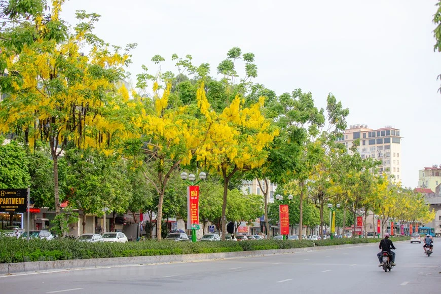 每逢五月，腊肠树花又在首都河内各条大街小巷盛开，使不少人不得不留下脚步观赏路边绽放的金链花。黄色花蕊圆润得像一颗颗金色的珍珠，而一片片花瓣紧密地簇拥在一起，形成一串串花絮，垂帘而下，灿烂一片，迎风摇曳，真是叫人喜欢。图自Vietnam+