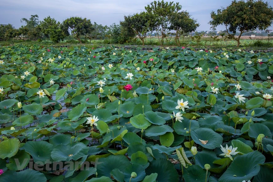 离开河内市中心约13公里，游客将被竞相开放的多种莲花景象所吸引住。莲花是一种多年生宿根水生花卉。在越南有各种各样的莲花，有白色的、绿色的、紫色的、红色的。然而最常见的还是红色和白色的莲花。莲花是大自然给予人类的无价之宝。图自Vietnam+