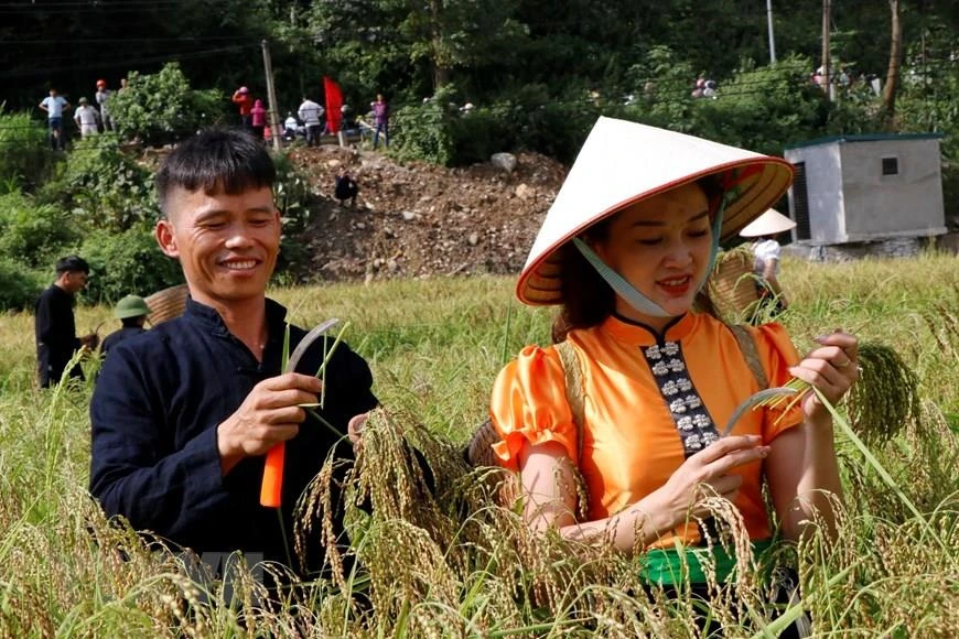 扁米是从鲜嫩的糯谷中提取的。图为泰族男女到田间采撷，挑选穗长无病的稻穗割下。越通社记者 越勇 摄