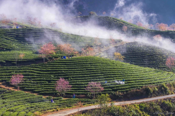 满花盛开的樱花树为乌龙茶山增添色彩。图自互联网