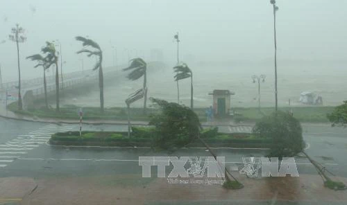 第十号台风已登陆广平省，造成特大暴雨，内陆普遍出现​12-13级大风。（图片来源：越通社）