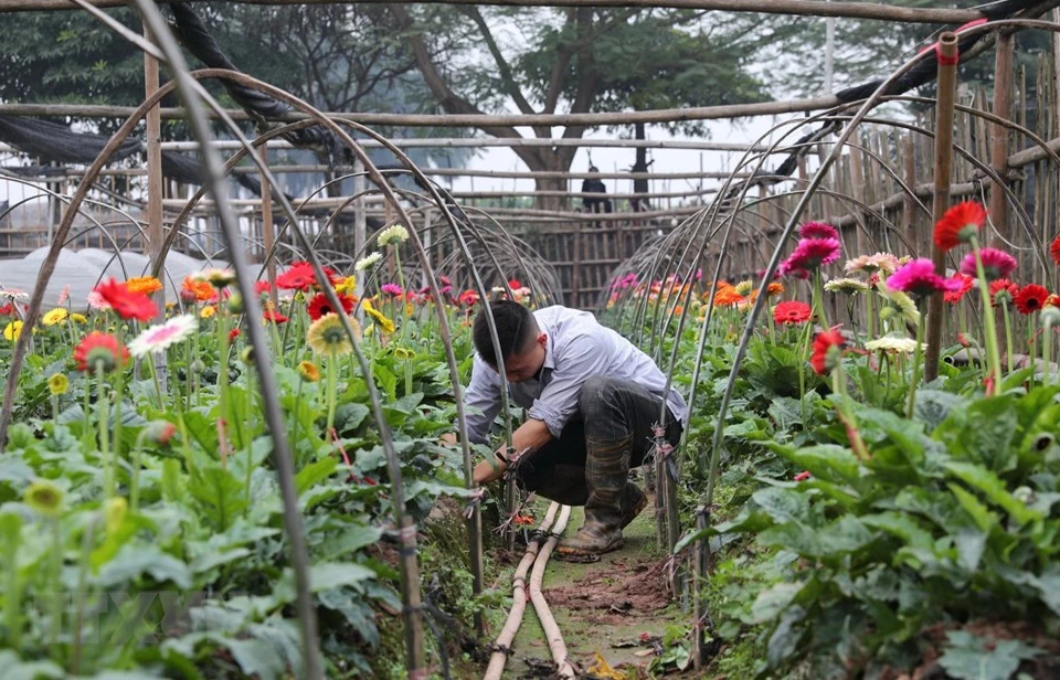 花农们正在辛勤照顾非洲菊，为春节期间向首都市场供应花卉做准备。越通社记者 成达 摄