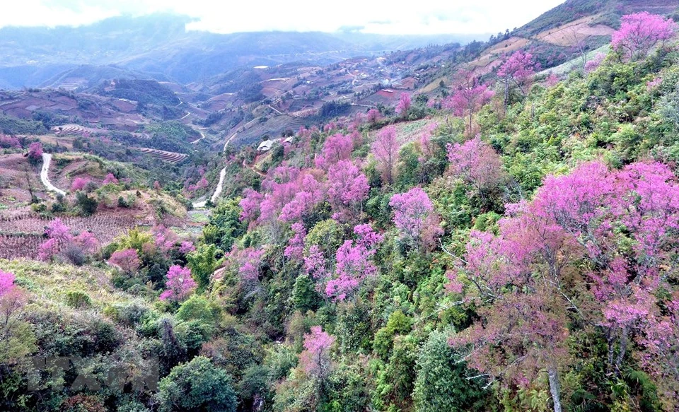 野樱花是西北山区以及木江界绝无仅有的花种，于每年春节竞相绽放，绚烂夺目的粉红色令人迷醉。越通社记者 俊英 摄