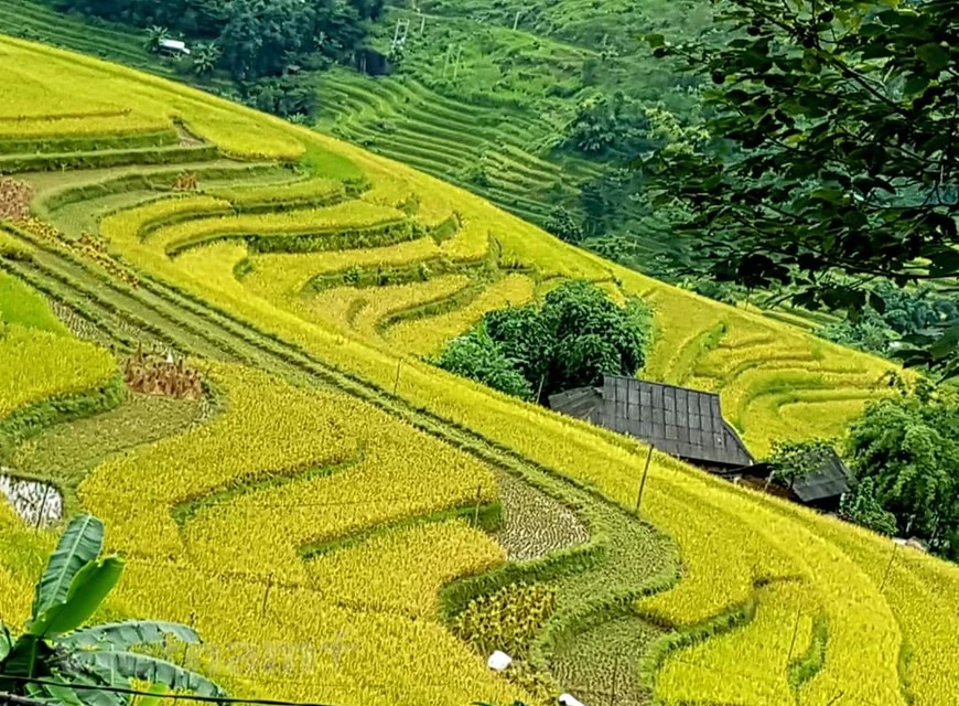 河江省黄树肥被评价为河江省最佳的梯田，也是越南最佳的三大梯田之一，仅次于木江界和沙巴。黄树肥县位于河江省西部地区，拥有超过 3700 公顷的梯田。一座座大山上蜿蜒起伏的梯田，静如止水，精美绝伦。黄树肥梯田是代代居住在山区的各族人民以双手和勤劳精神打造出来的杰作。图自Vietnam+