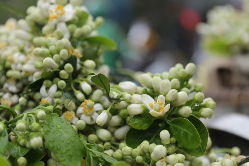 白色花瓣、黄色花蕊的柚子花，夹杂着绿色，在街道上散发出芬芳的香气。 图自越通社。