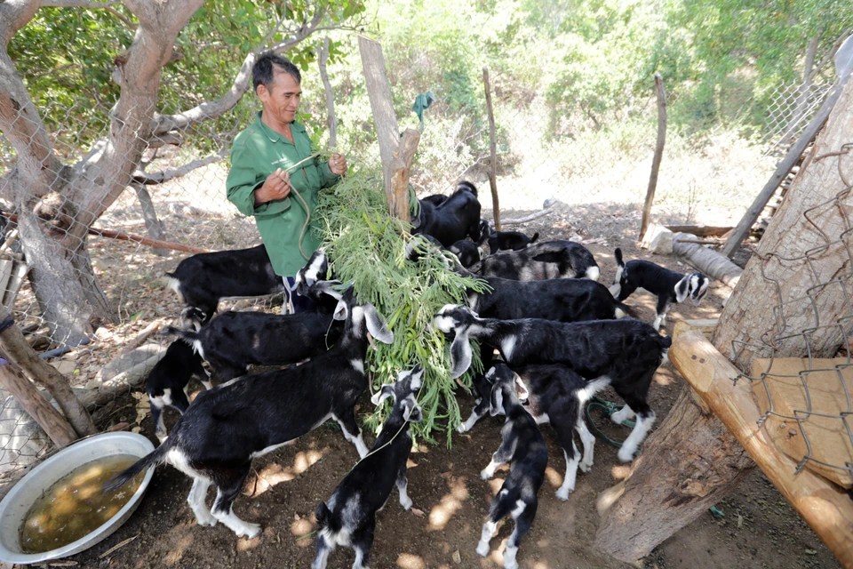 基于享受优惠贷款政策，庆和省拉格莱族人发展山羊养殖活动，改善生计。图自越通社