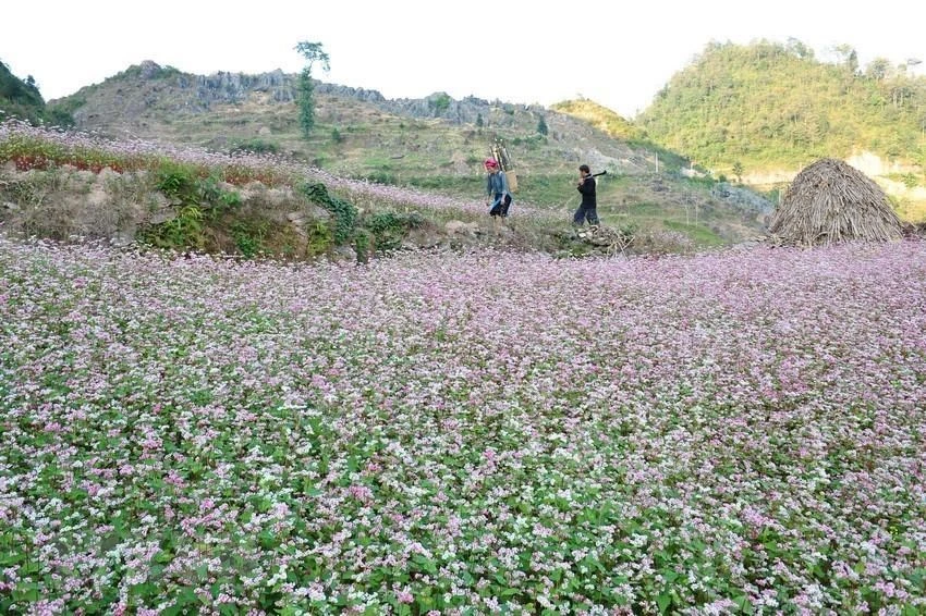 同文岩石高原的荞麦花。图自越通社