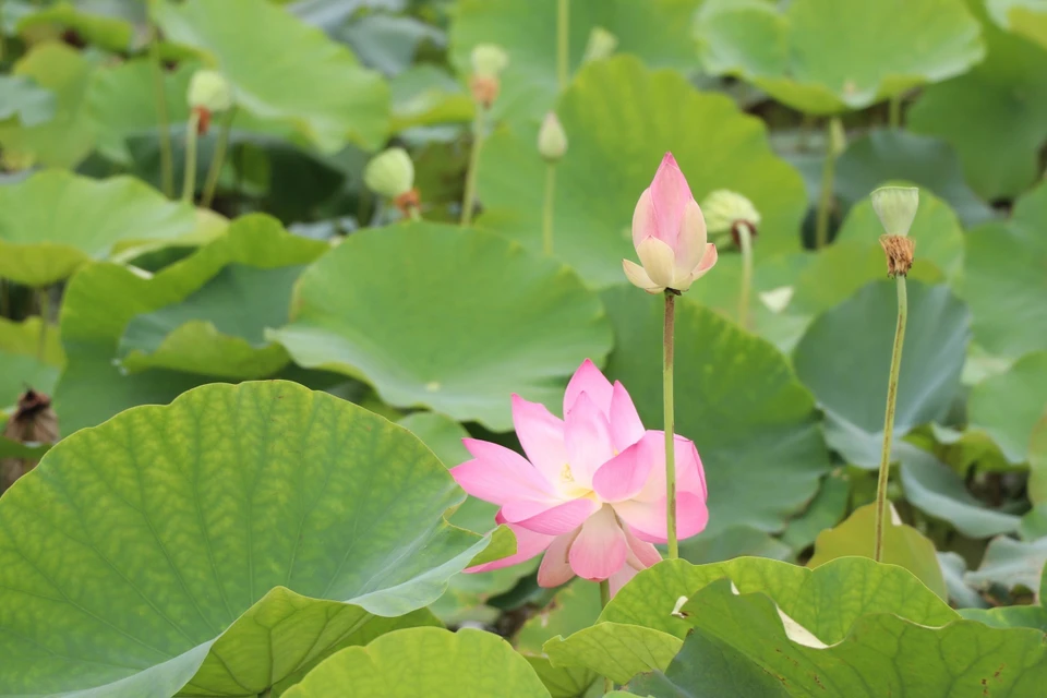 宁平省莲花进入盛开季节。图自越通社