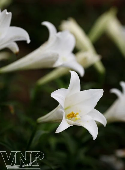 四月份是百合花盛开季节。（图自越通社/越南画报）