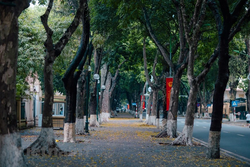 这些日子，黄色人面子叶随着风落满河内多条街道上，构成一幅美丽的画面。这种特别的植物不在秋季，而在春夏交接之时更换叶子。初夏，黄色人面子叶落满街头，似乎给河内多条街道换上新装。黄色人面子叶铺满地上，编织出黄色的毯子。图自Vietnam+