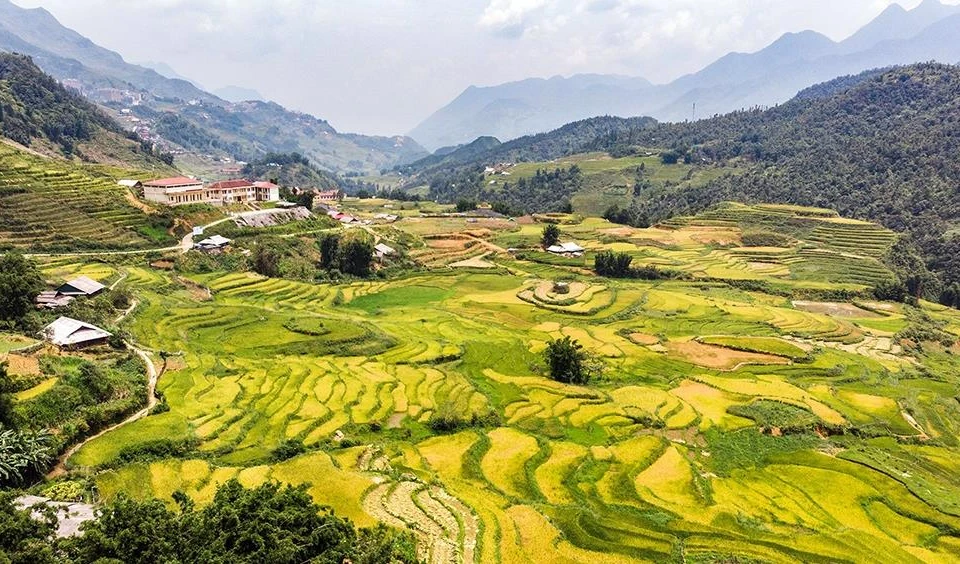 芒花山谷进入稻谷成熟季节。图自越南《人民报》